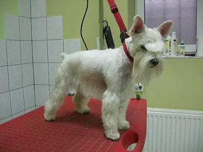 Salon Cztery Łapy. Fryzjer dla psów Zabrze.